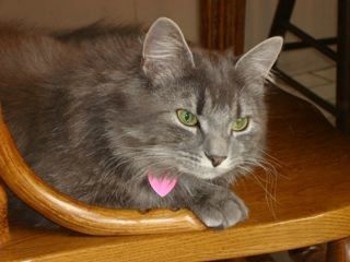 Gracie Feb 4, 2012 (photo: Lorie Sheffer) house cats