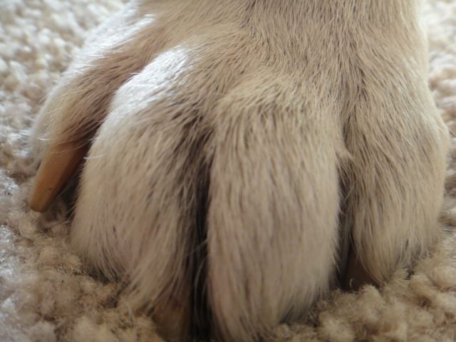who posts photos of their Pet's feet? different