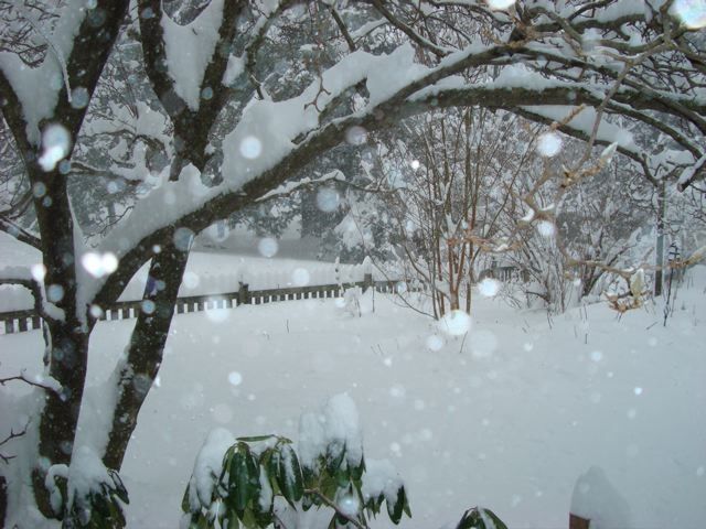 Ruminate... Photo: Lorie Sheffer springtime snow