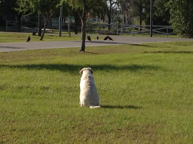 which one do you go after? bird dogs