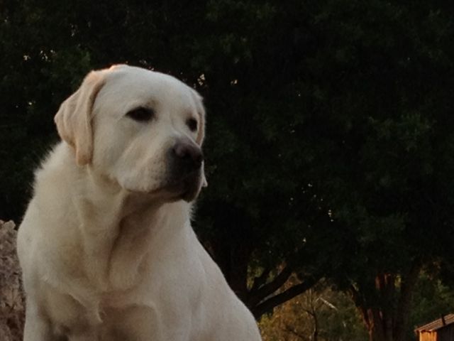 my goal is to become the kind of person my Dog thinks I am personal integrity