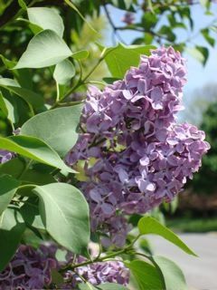 springtime lilacs