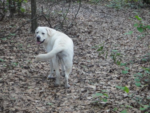 walking through the woods with Cooper walk the dog