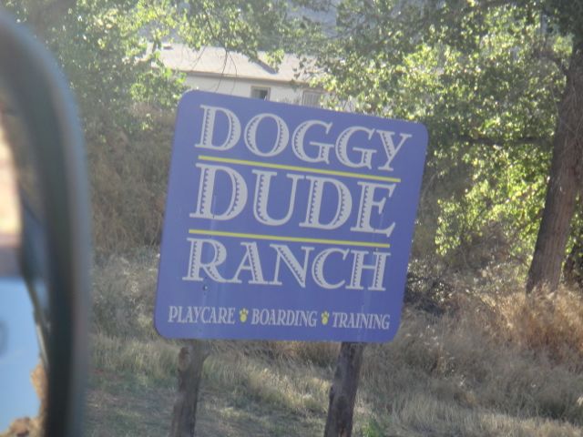 to thine own self be true doggy dude ranch