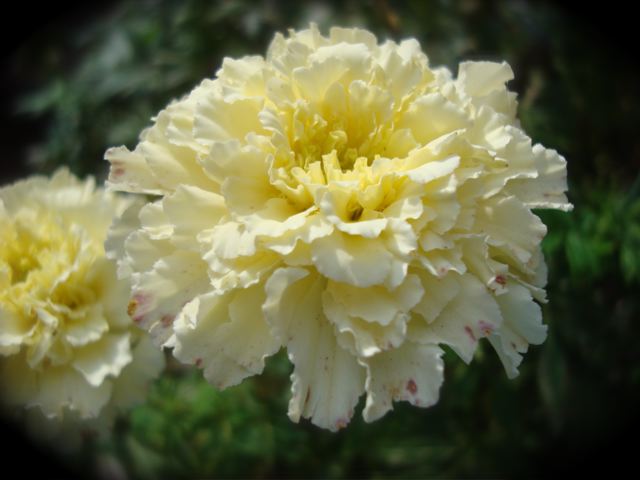 everything will be alright? (photo: Lorie Sheffer) peace