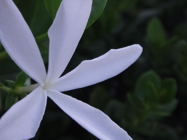 Beach Jasmine