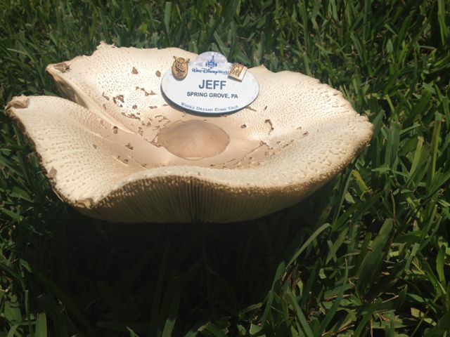 giant mushrooms
