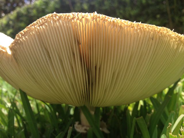 giant mushrooms
