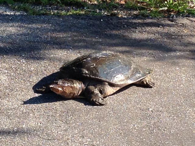 why did the Baby Boomer cross the road? parables