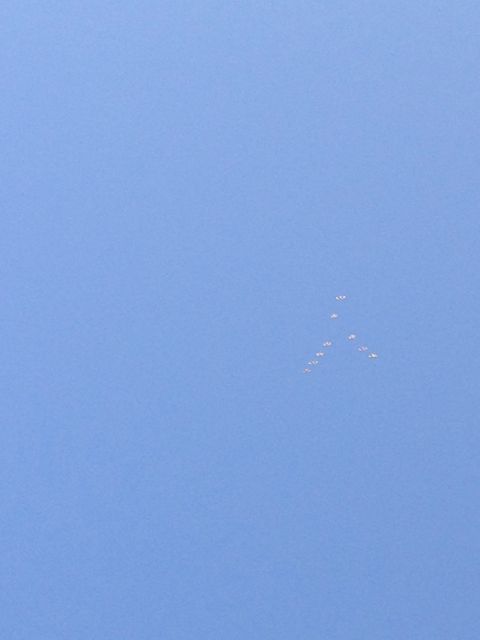 the only reason I saw this birds (and enjoyed the brief moment of white on blue... carpe diem