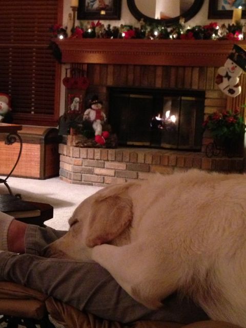 the look on this Pet's face is priceless... peace and contentment beyond compare fear of living
