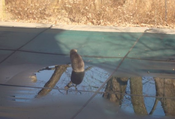 Cat playing on pool cover in melted ice