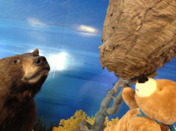 Two bears and a hornet's nest at airport