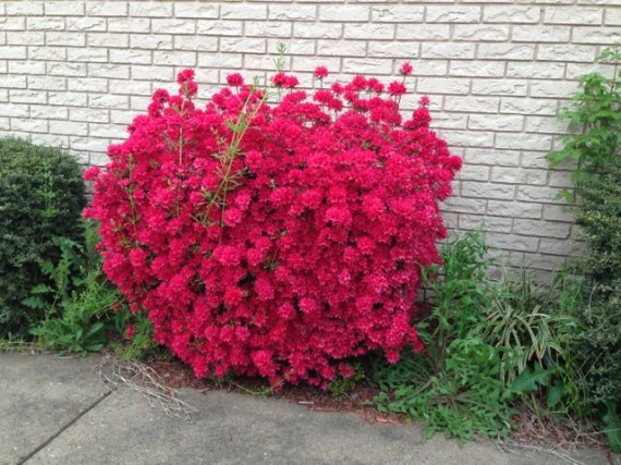 Brilliant red North Carolina azalea