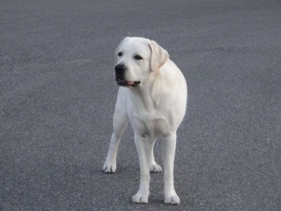 Yellow Lab on Florida backroad