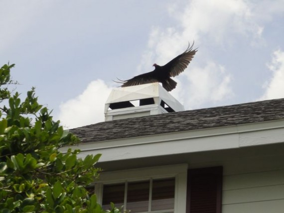 Florida vulture taking flight from rooftop