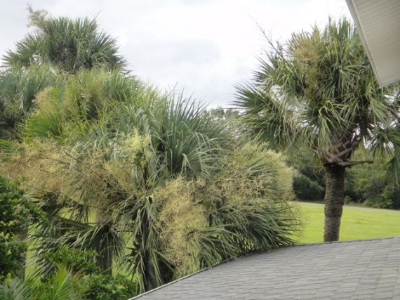 Sabal Palm before hurricane trim