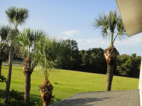 Sabal Palm after hurricane trim