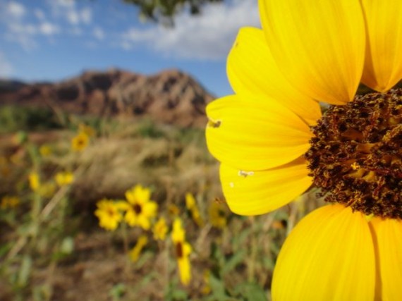 near Zion National Park