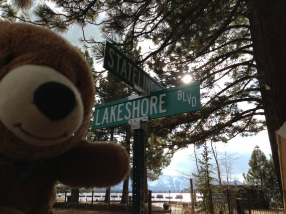 Bear with Lake Tahoe in background