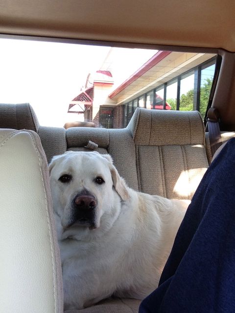 Yellow Lab in back seat of car
