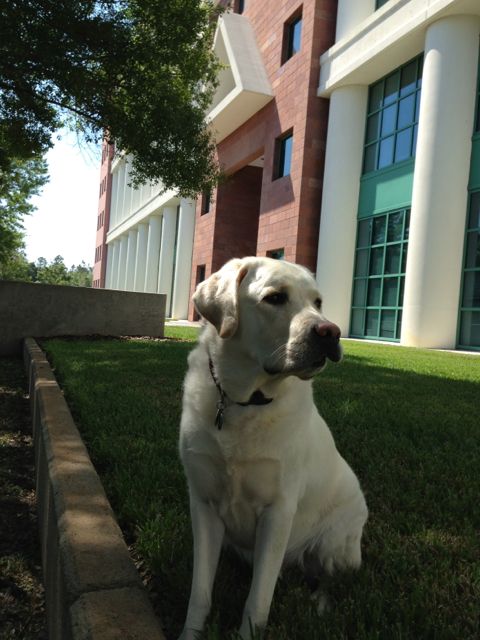 White Lab at Celebration, Florida office complex