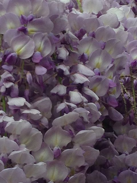 Wisteria vine in parking lot of abandoned business
