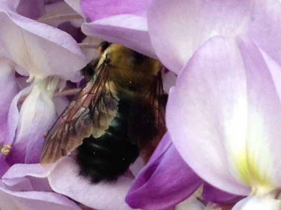 giant bumble bee drinking Wisteria nectar