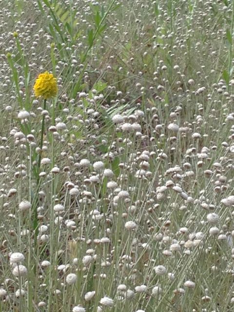 Florida wildflowers