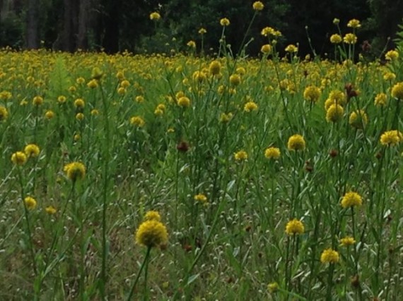 Field of Florida wildflowers