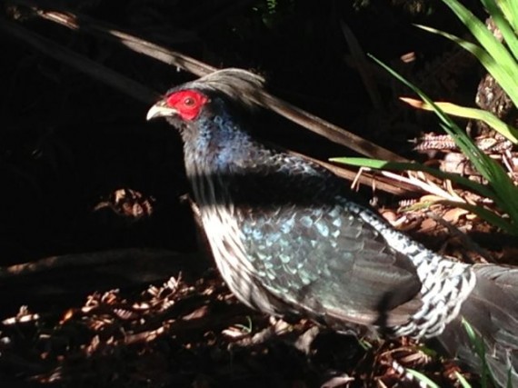Wild Hawaiian bird at Volcanoes National Park
