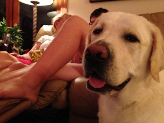 Close up of yellow Lab facial expression