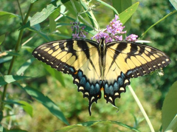 closeup photo of butterfly