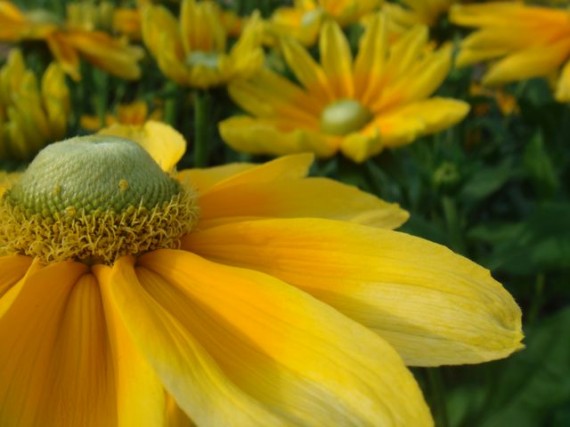 Giany Yellow Irish Eyes (Black-eyed Susans)