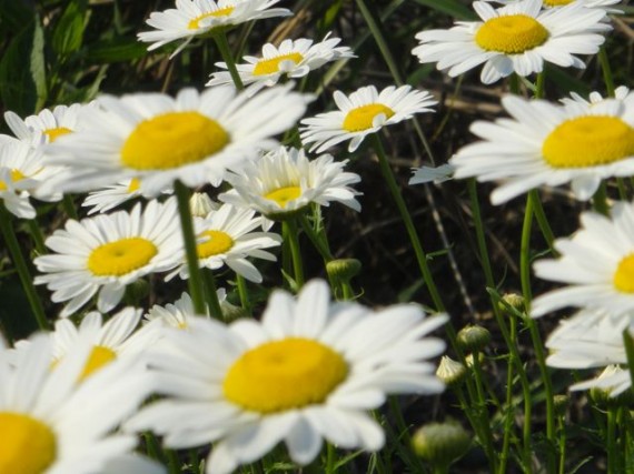 Daisies