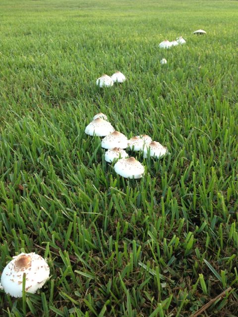 Mushrooms in well manicured lawn