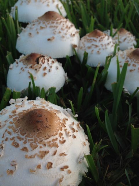 Close up photo of large mushrooms growing up through grass