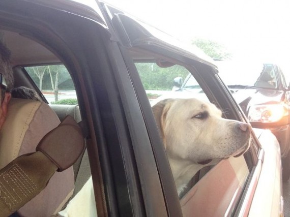 White Lab in car at drive-trhu window