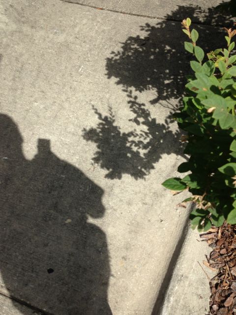Shadow of man walking on sidewalk
