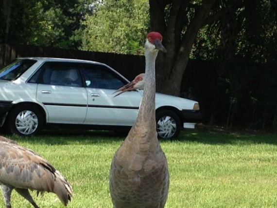 Orlando Sand Hill cranes in homeowner's yard
