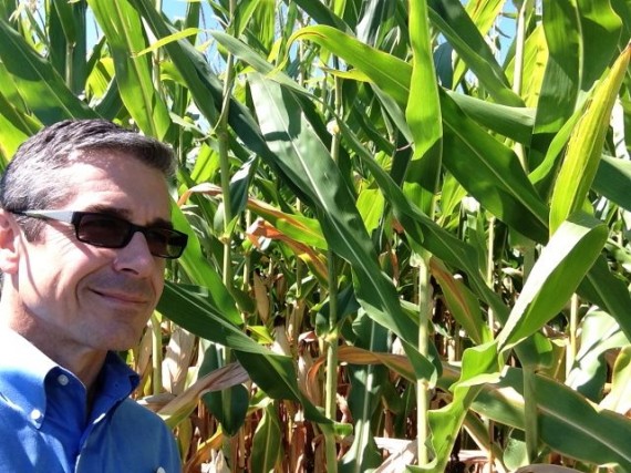 Indiana corn fields near harvest time