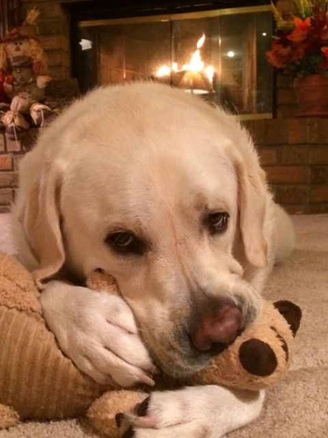 Yellow Lab with chew toy by fireplace