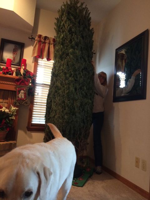 Christmas tree setup in Orlando