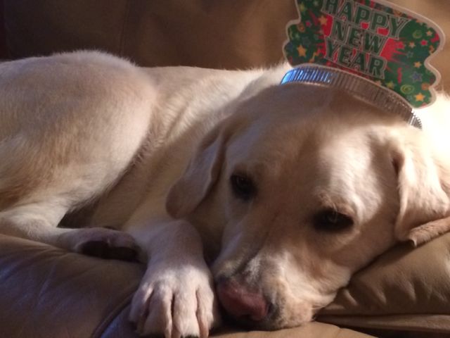 White Lab with Happy New Year hat