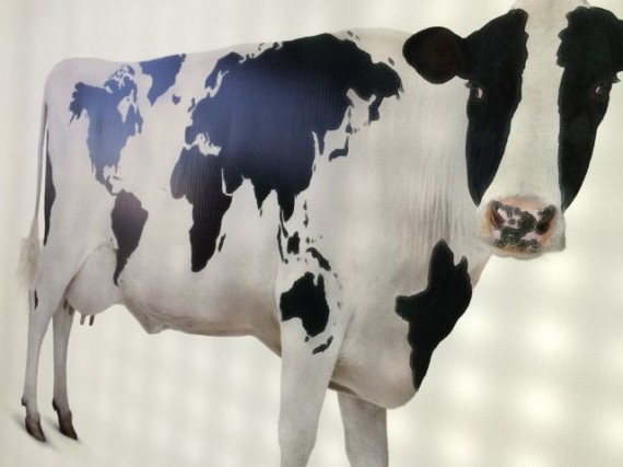 Airport sign using cow atlas