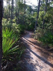 Nature path in Summer