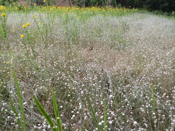 Florida wildflower field