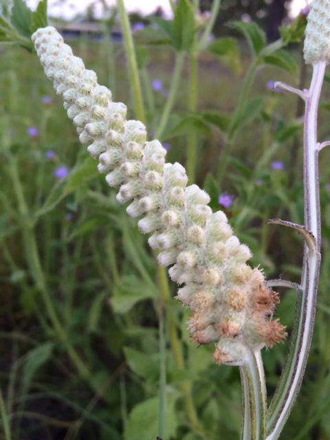 rare Florida wildflower