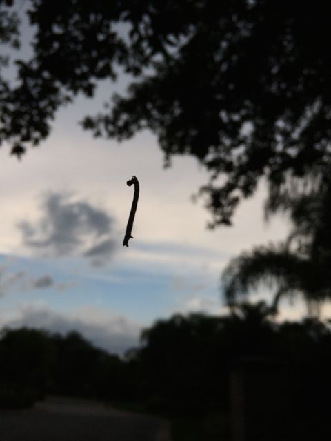 Inchworm