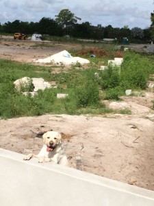 White Lab at sea wall